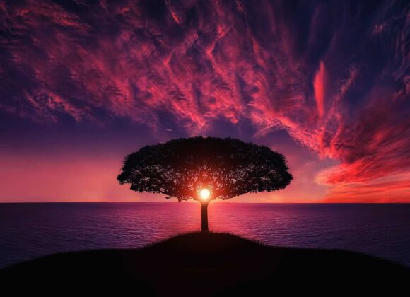 L’albero della vita L’albero della vita