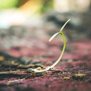 L'importanza di seminare in un cuore fertile
