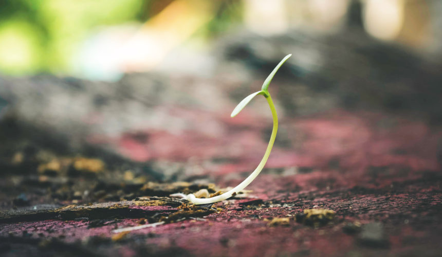 L'importanza di seminare in un cuore fertile